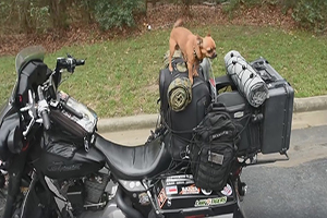 เจ้าหมา Scooter กับการระดมทุนและแวะทักทายดีลเลอร์ HARLEY DAVIDSON ทั่วอเมริกา